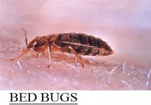Bed Bugs