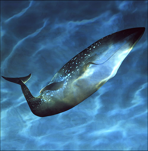 blue whale facts. The lue whale is one of the