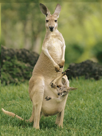 Kangaroo-Pouch.jpg