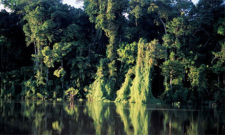 The Amazon  Rainforest