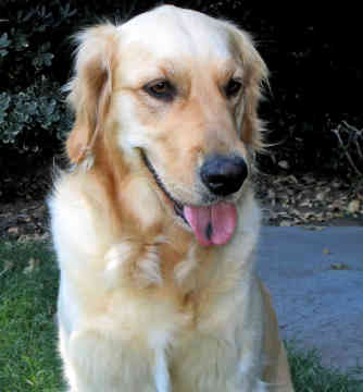 golden retriever dog breed. A dog breed that originated