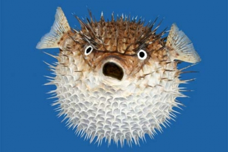 Size-of-a-Blowfish.jpg