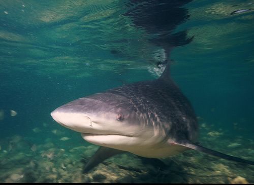 sally obermeider. bull shark attack in lake