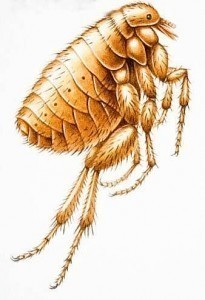 Dog Flea