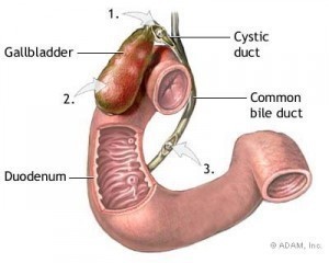 Gallbladder