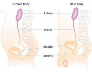 bladder