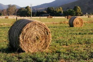 Bale of Hay