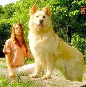 Biggest Dog Breed