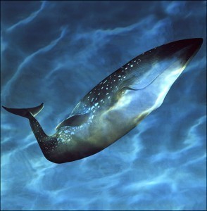 Blue Whale