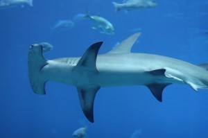 Hammerhead Shark