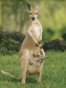 Kangaroo Pouch