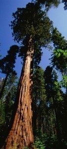 Redwood Tree