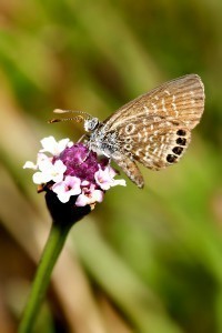 Smallest Butterfly