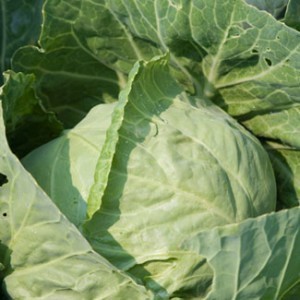 Cabbage