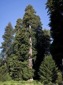 Coast Redwood tree