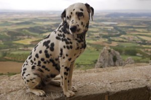 Dalmatian