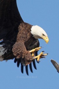 Eagle can fly