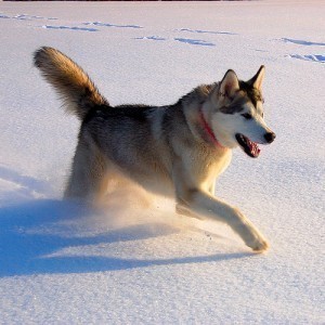 Size of a Malamute