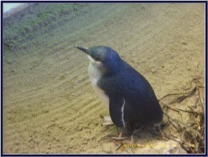 Smallest Penguin