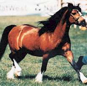 Welsh Horse