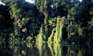 Amazon Rainforest