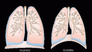 Lungs Volume