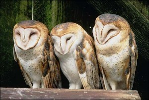 Owls