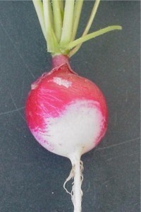 Radish