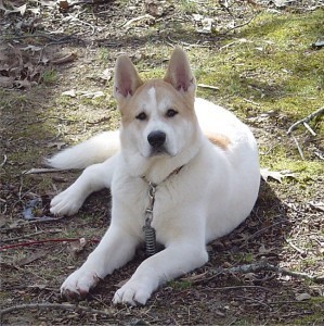 Size of a Akita