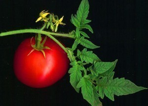 Tomato