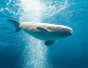 Whale Sizes