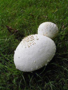 White Mushrooms