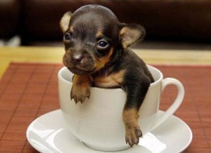 Worlds Smallest Dog