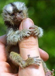 Worlds Smallest Monkey