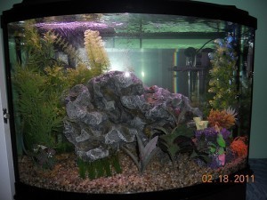 100 Gallon Aquarium Dimensions