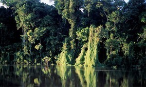 Size of Amazon Rainforest