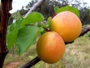 Apricot Sizes