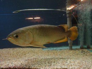 Aquarium Sizes For Arowana