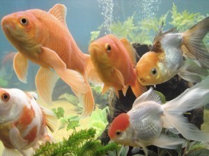 Aquarium Sizes For Goldfish