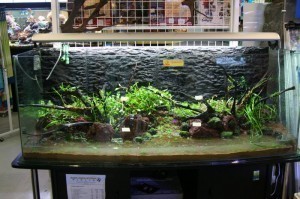 Aquarium Sizes For The Fish