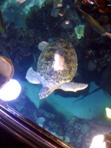 Aquarium Sizes For Turtles