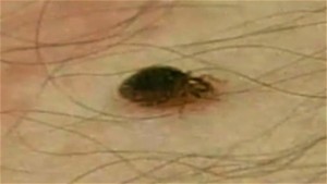 Baby Bed Bug Size