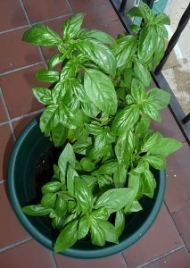 How Large is a Basil Plant?
