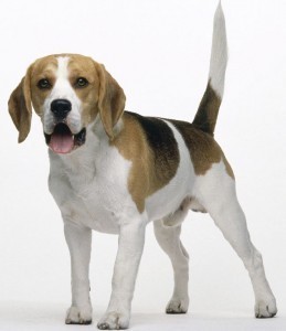 What is the Size of a Beagle?