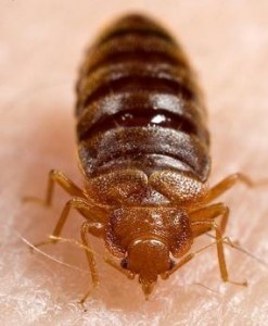 How Big is a Bed Bug