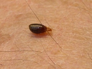 Bed Bug Bite Size