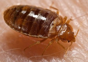 How Big is a Bed Bug Nymph