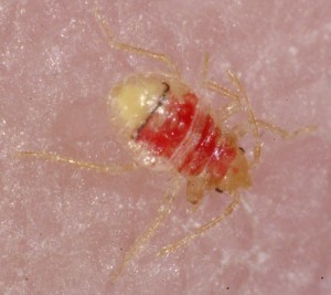 Bed Bug Nymph Sizes