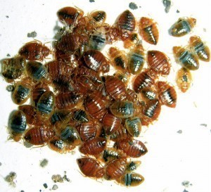 Bed Bug Size of Infestation