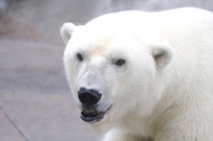 How Big is a Polar Bear?